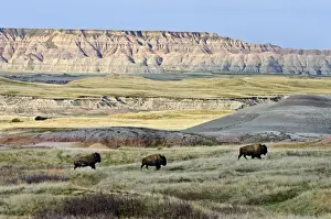 Conservation Prints: American Bison - bulls roaming the Sage Creek Wilderness - Spring - Badlands National Park