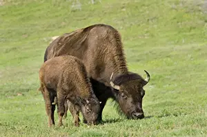 Bisons Prints: American Bison - cow with calf - North American Great Plains - Theodore Roosevlet National Park - North Dakota - USA