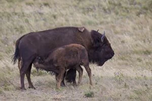 American Bison cow with calf suckling