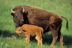 Buffalo Collection: American bison - cow and calf Western U.S.A. MB525