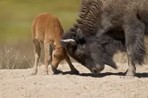 Bisons Prints: American Bison - cow playful with calf - Summer - Northern Great Plains - USA _E3D6713