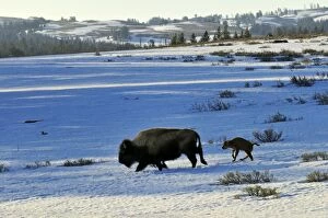 Images Dated 28th April 2008: American Bison - cow with very young calf trudge across snow covered grasslands in early spring