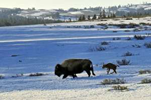 Images Dated 28th April 2008: American Bison - cow with very young calf trudge across snow covered grasslands in early spring