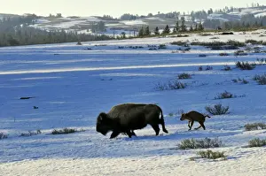 Ungulates Prints: American Bison - cow with very young calf trudge across snow covered grasslands in early spring - Yellowstone National