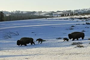 Images Dated 28th April 2008: American Bison - cows with very young calves trudge across snow covered grasslands in early spring