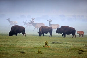 Herd Gallery: American Bison - and Elk (Cervus elaphus) in morning