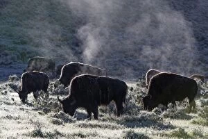 American Bison - herd grazing early morning - Lamar