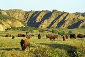 Buffalo Collection: American Bison - herd in the north unit of Theodore Roosevelt National Park, North Dakota, USA