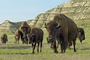 Walk Prints: American Bison - herd walking across grassland in badlands area (cow and calf in foreground)