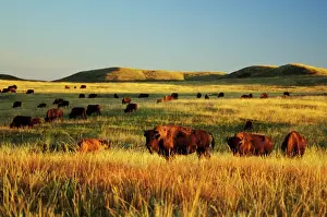 National Park Prints: American Bison herd. Western U