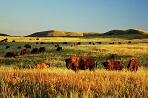 Buffalo Collection: American Bison herd. Western U.S. summer. Theodore Roosevelt National Park, North Dakota, USA. MB230