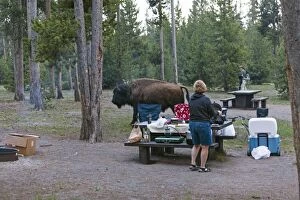 Images Dated 8th June 2013: American Bison - in Madison camping ground Yellowstone