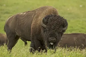 Bisons Prints: American Bison - male in rut - Wyoming - USA