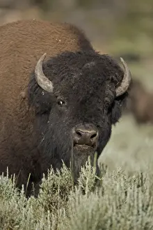 American Bison - male in rut - Wyoming - USA