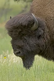 American Bison - male in rut - Wyoming - USA