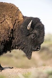 Beard Gallery: American Bison - portrait of bull showing chin beard