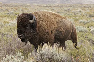 Fall Collection: American Bison in sagebrush meadow. Grand Teton National Park Date: 01-10-2020