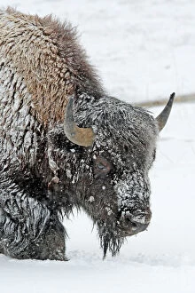 Images Dated 7th March 2009: American Bison - in snow