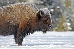Images Dated 7th March 2009: American Bison - in snow