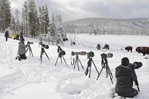 American Bison - in snow - with photographers