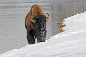 American Bison - in snow by river