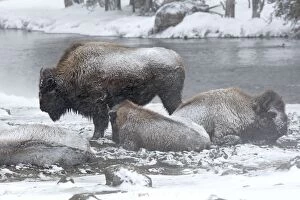 Images Dated 7th March 2009: American Bison - in snow by river