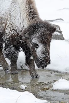 Images Dated 7th March 2009: American Bison - in snow by river
