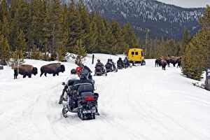 American Bison - in snow - with snowmobiles