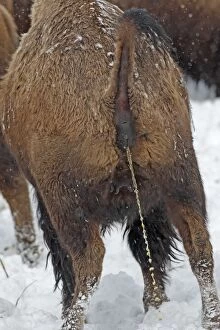 American Bison - urinating in snow