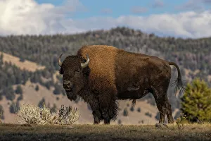 Fall Collection: American Bison. Yellowstone National Park, Wyoming Date: 01-10-2021