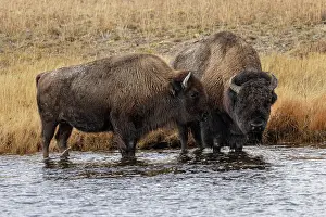 American Bison. Yellowstone National Park, Wyoming Date: 09-10-2021