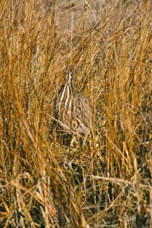 Images Dated 29th December 2006: American Bittern
