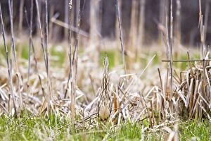 American Bittern - lives in marshes and bogs
