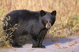 Images Dated 24th September 2007: American Black Bear