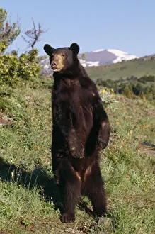 American Black Bear
