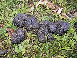 Images Dated 17th October 2011: American black bear - Dung showing black oil sunflower