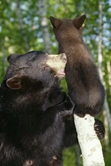 Images Dated 24th September 2007: American Black Bear - female with cub in Birch woods North USA