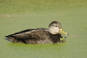 Images Dated 9th November 2004: American Black Duck