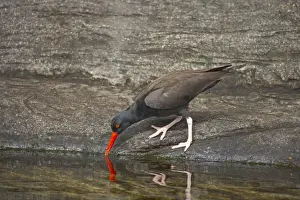 American Black Oystercatcher - Foraging along rocky coast Oregon Coast, USA BI003474