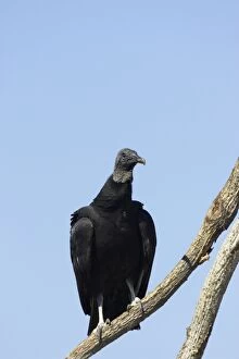 Atratus Gallery: American Black Vulture
