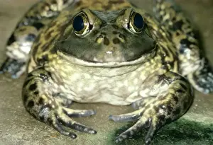 Bullfrogs Prints: American Bull Frog PM 6171 Rana catesbiana © P. Morris / ARDEA LONDON