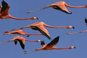 Flamingo Prints: American / Caribbean Flamingo - In flight - Rio Lagartos Reserve - Yucatan - Mexico