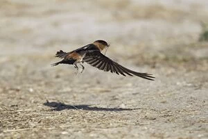 Images Dated 19th April 2012: American Cliff Swallow - in flight - gathering mud for nests