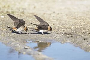 Images Dated 19th April 2012: American Cliff Swallow - gathering mud for nests