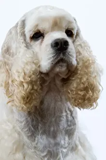 American Cocker Spaniel
