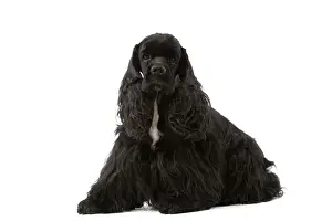 American Cocker Spaniel - black