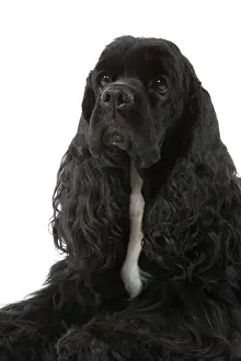 American Cocker Spaniel - black