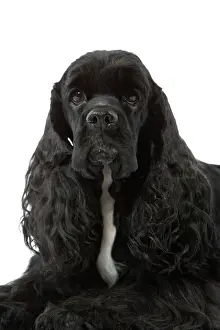 Spaniels Prints: American Cocker Spaniel - black
