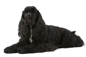 American Cocker Spaniel - black