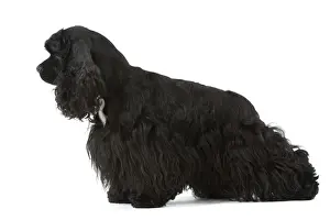 American Cocker Spaniel - black